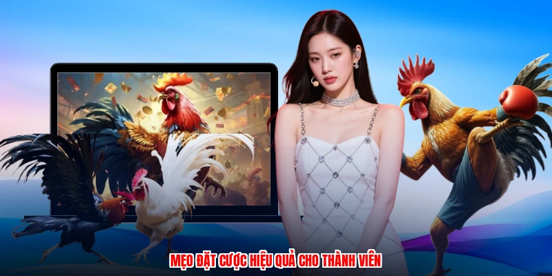 Mẹo đặt cược hiệu quả cho thành viên
