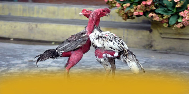 Chương trình thưởng giá trị lớn dành cho cộng đồng tại BET88